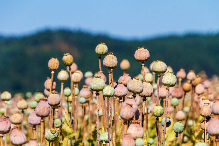 Beyond Sriracha: Exploring Global Hot Sauce Trends